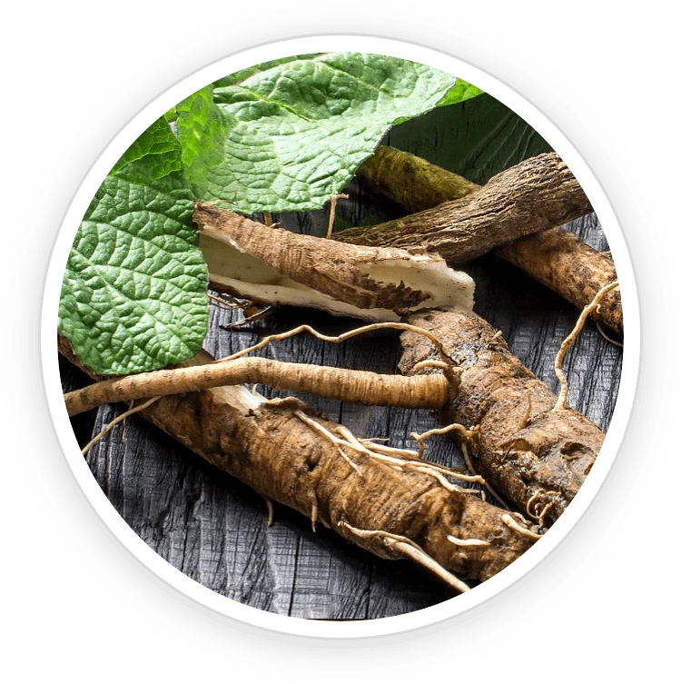 burdock-root